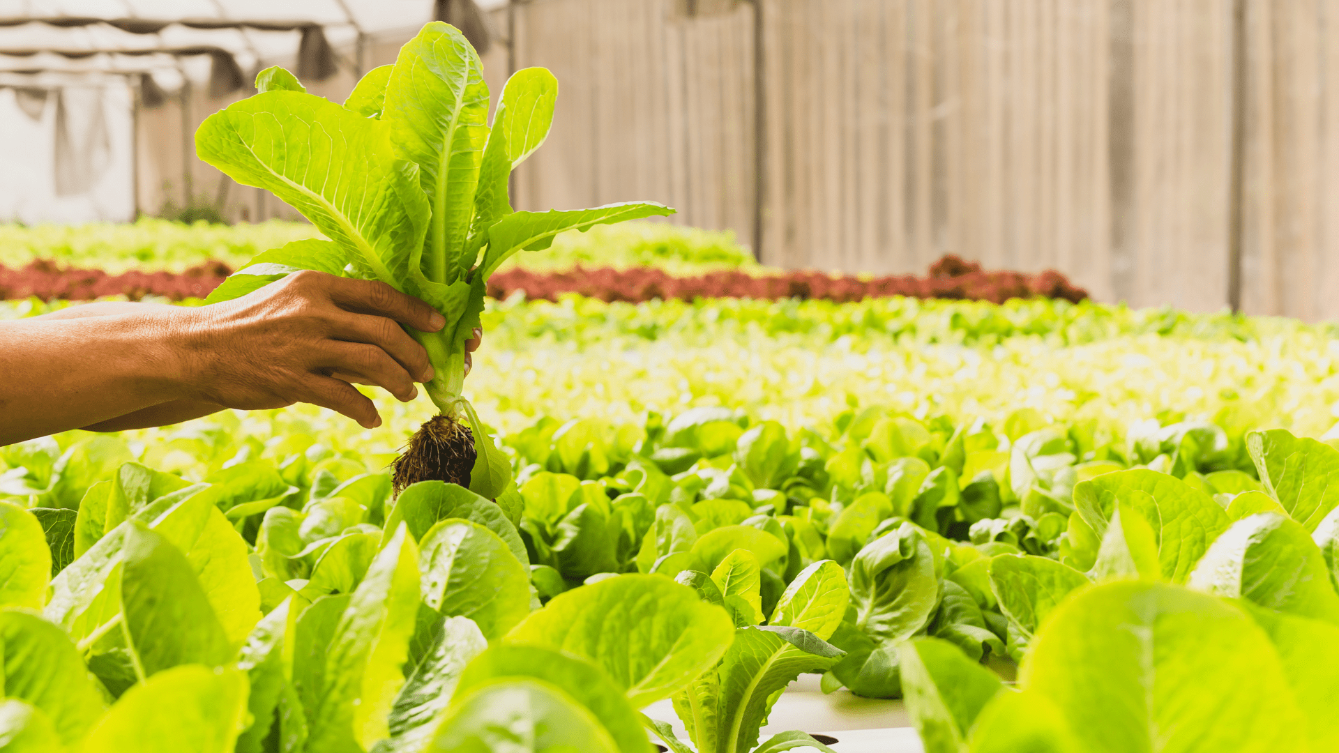 Organic Field Days 2023 FERPLAY